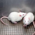 Potentially Lethal Hantavirus : What You Need To Know