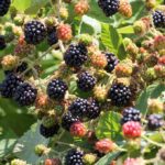 berries on a bush