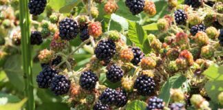 berries on a bush