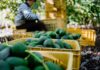 Crates of avocados with person in background