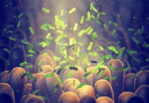 bacteria