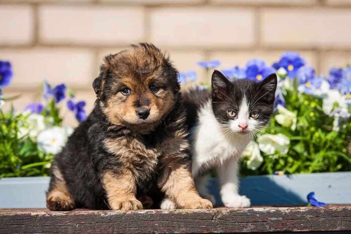 A puppy and a kitten sitting together in front of colorful flowers