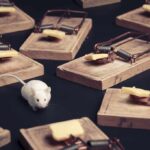 Exploitation UNCOVERED: Parents USED as BAIT A white mouse navigating among several wooden traps with cheese bait