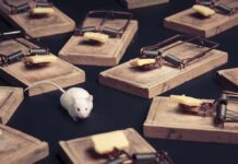 Exploitation UNCOVERED: Parents USED as BAIT A white mouse navigating among several wooden traps with cheese bait