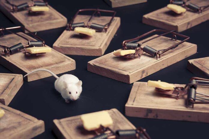 shutterstock_97810154.jpg A white mouse navigating among several wooden traps with cheese bait