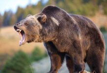 A grizzly bear roaring in a natural setting