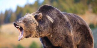 A grizzly bear roaring in a natural setting