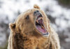 Bear roaring in snowy environment showing sharp teeth