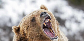 Bear roaring in snowy environment showing sharp teeth
