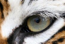 Supreme Court Crushes Tiger King Dreams Close-up of a tigers eye showcasing its intricate details