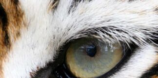 Close-up of a tigers eye showcasing its intricate details