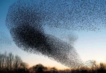 A huge flock of birds in the sky.