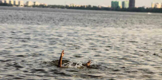 Persons hand reaching out from the water.