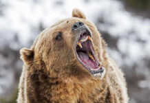 Bear roaring in snowy environment showing sharp teeth