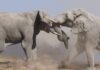 Two elephants engaging in a display of strength amidst a cloud of dust