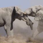 Two elephants engaging in a display of strength amidst a cloud of dust