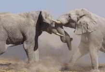 Two elephants engaging in a display of strength amidst a cloud of dust