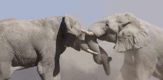 Two elephants engaging in a display of strength amidst a cloud of dust