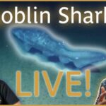 Goblin Shark Filmed Alive for First Time Goblin Shark Spotted in Surprising Habitat: Update from an Expert | Nautilus Live