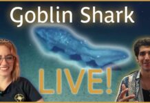 Goblin Shark Filmed Alive for First Time Goblin Shark Spotted in Surprising Habitat: Update from an Expert | Nautilus Live