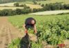 Britain’s Potato Harvest Wilts Under Heat Potatoes - 2nd crop struggling in the dry spell and summer heat this year (UK) 23/Jul/2026