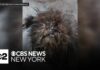 2 dogs found in deplorable conditions in Bronx apartment building, animal rescue says