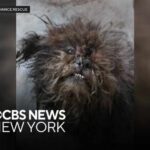 2 dogs found in deplorable conditions in Bronx apartment building, animal rescue says