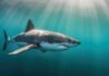 Ancient Sharks Keep Eyes Young great white shark swimming in sunlit blue water