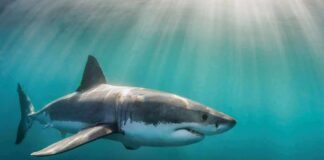 great white shark swimming in sunlit blue water