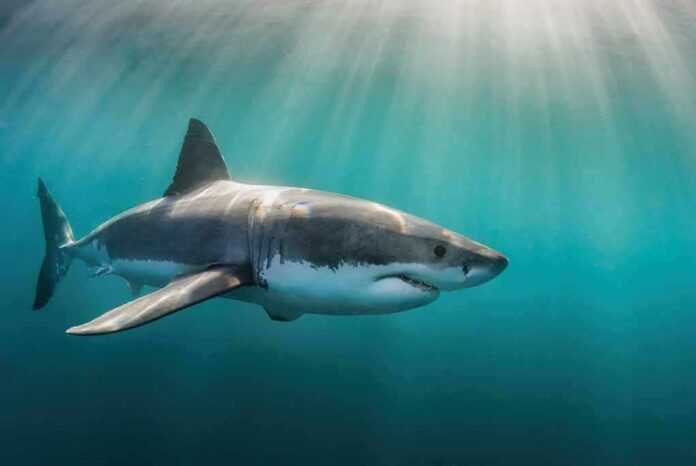 shutterstock_1871947789 great white shark swimming in sunlit blue water