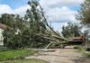 Fallen tree blocking a residential street