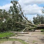 Fallen tree blocking a residential street