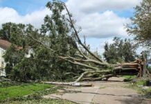 A Heavy Machine, a Split-Second Choice, and a Life Lost Fallen tree blocking a residential street