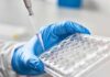 CRISPR Phages Show Human Promise Gloved hand holding a multiwell plate as a pipette dispenses liquid