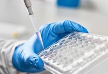 CRISPR Phages Show Human Promise Gloved hand holding a multiwell plate as a pipette dispenses liquid
