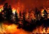 Blaze Erupts: Wildfire Closes Yosemite Trails Forest wildfire engulfing trees with intense flames