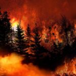 Forest wildfire engulfing trees with intense flames