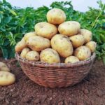 Basket of freshly harvested potatoes on soil in a field