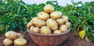 Basket of freshly harvested potatoes on soil in a field