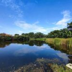Pond with reeds under a clear blue sky