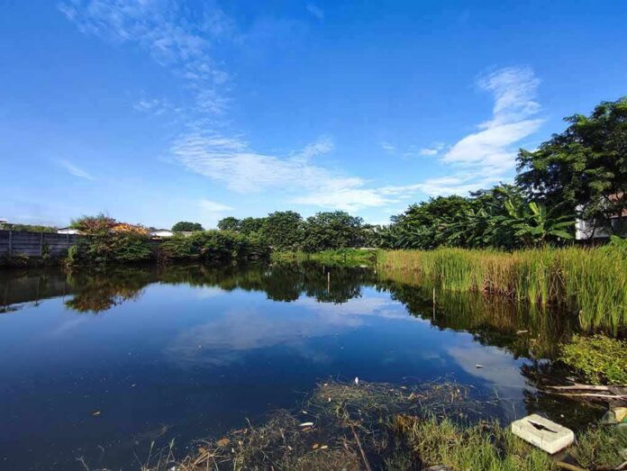 Pond with reeds under a clear blue sky