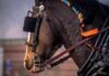 NYC Votes to End Horse-Drawn Carriages by 2028 horse in harness with orange and blue braided mane