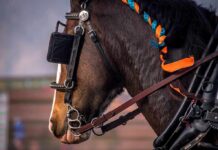 horse in harness with orange and blue braided mane